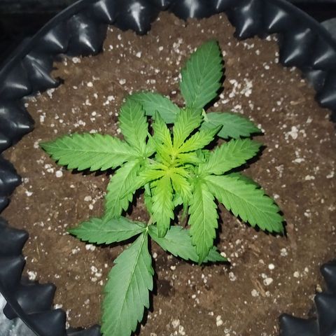 AutoBlueberry #1 growlog timeline photo