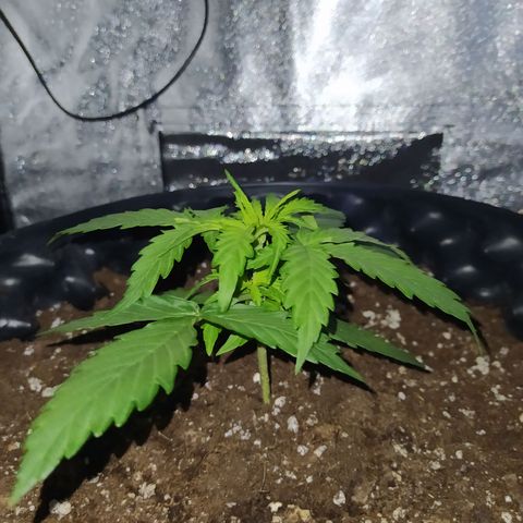 AutoBlueberry #1 growlog timeline photo