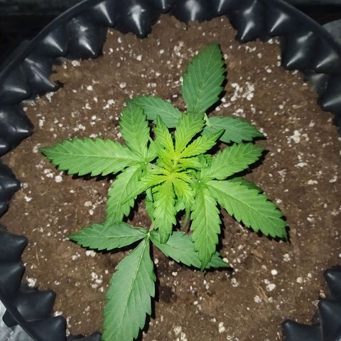 AutoBlueberry #1 growlog timeline photo