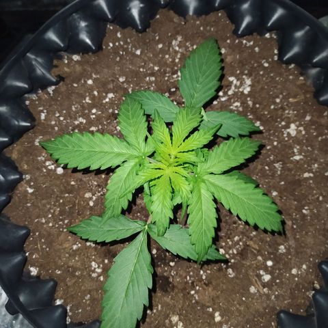 AutoBlueberry #1 growlog timeline photo