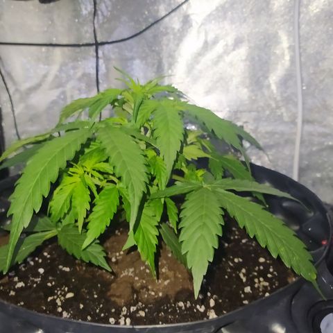 AutoBlueberry #1 growlog timeline photo