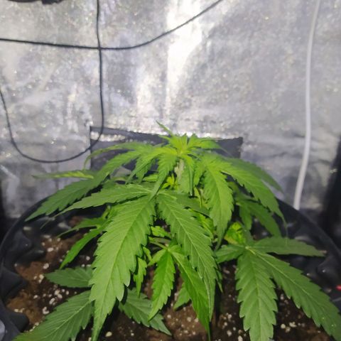 AutoBlueberry #1 growlog timeline photo