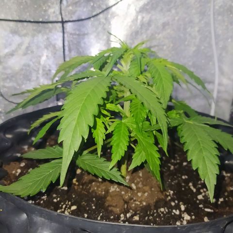 AutoBlueberry #1 growlog timeline photo