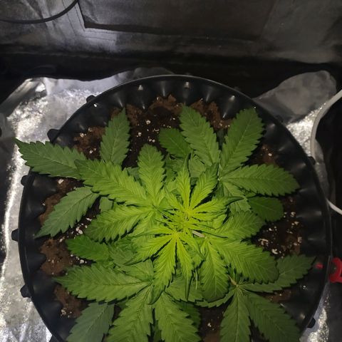 AutoBlueberry #1 growlog timeline photo