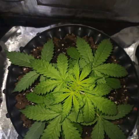 AutoBlueberry #1 growlog timeline photo