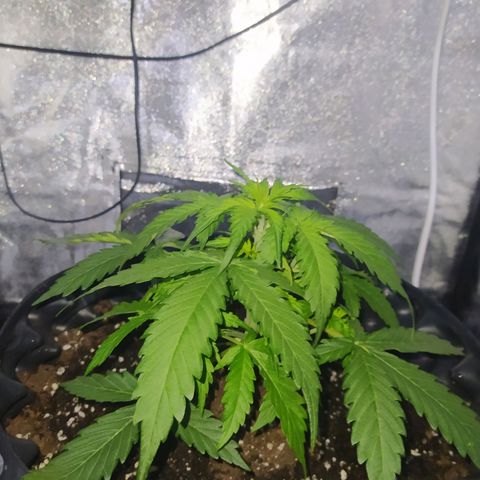 AutoBlueberry #1 growlog timeline photo