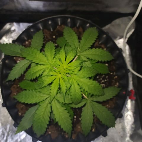AutoBlueberry #1 growlog timeline photo