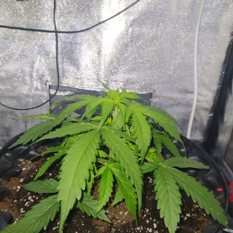 AutoBlueberry #1 growlog timeline photo