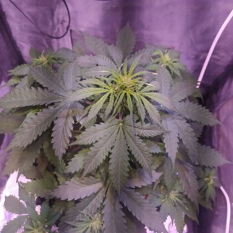 AutoBlueberry #1 growlog timeline photo
