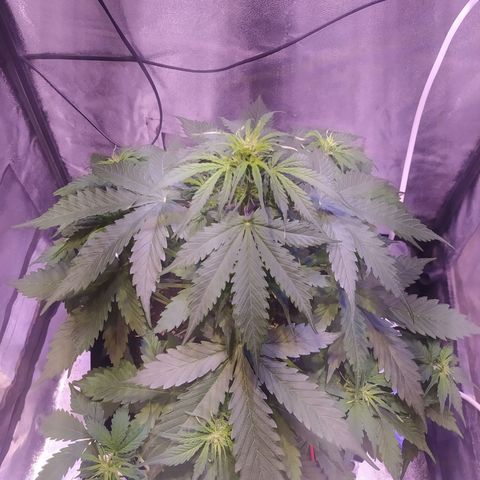 AutoBlueberry #1 growlog timeline photo