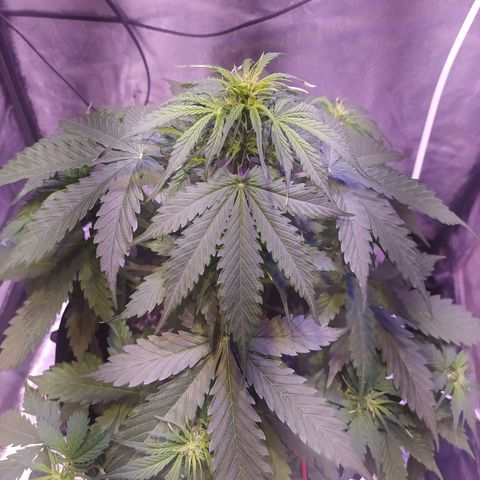 AutoBlueberry #1 growlog timeline photo