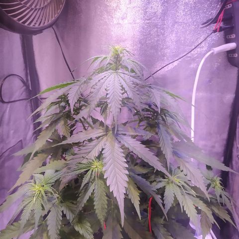 AutoBlueberry #1 growlog timeline photo