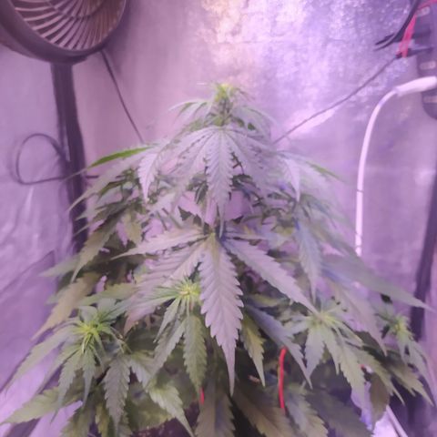 AutoBlueberry #1 growlog timeline photo