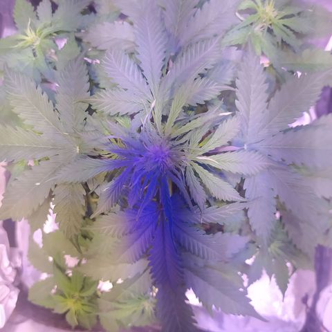 AutoBlueberry #1 growlog timeline photo
