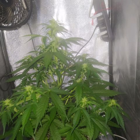 AutoBlueberry #1 growlog timeline photo
