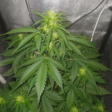 AutoBlueberry #1 growlog timeline photo