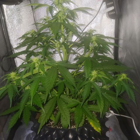 AutoBlueberry #1 growlog timeline photo