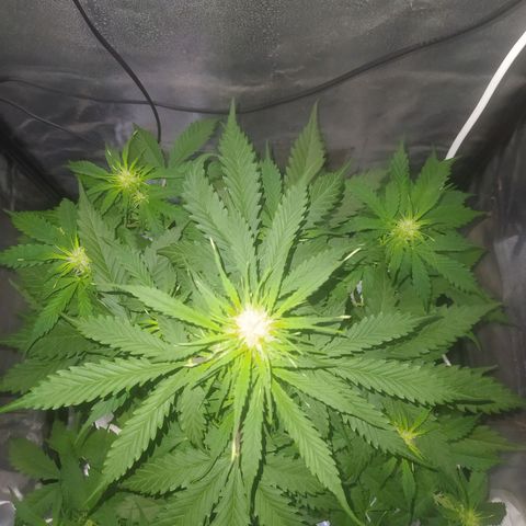 AutoBlueberry #1 growlog timeline photo