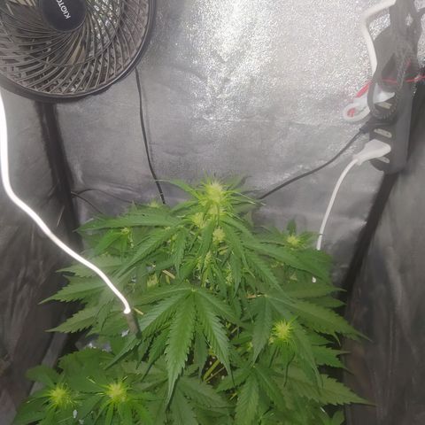 AutoBlueberry #1 growlog timeline photo
