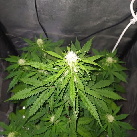 AutoBlueberry #1 growlog timeline photo