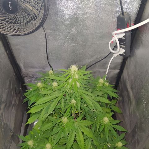 AutoBlueberry #1 growlog timeline photo