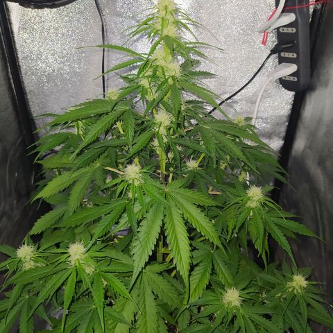 AutoBlueberry #1 growlog timeline photo