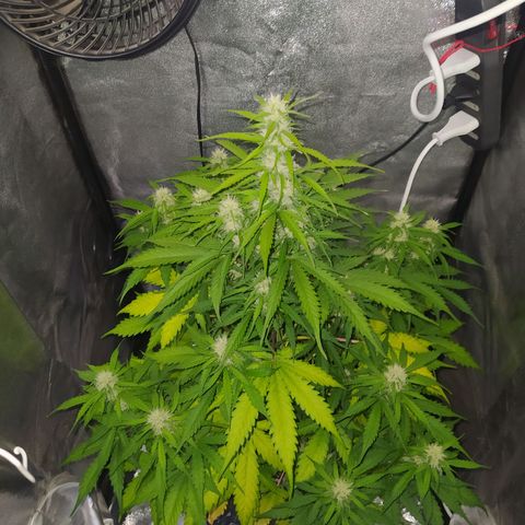 AutoBlueberry #1 growlog timeline photo