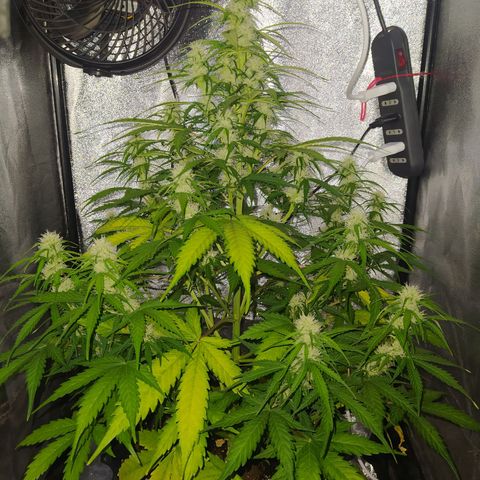 AutoBlueberry #1 growlog timeline photo