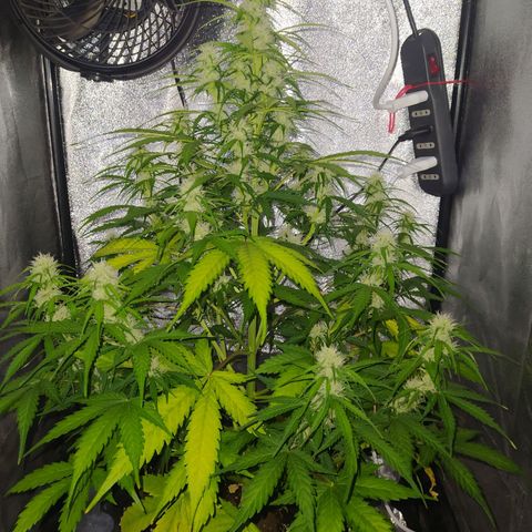 AutoBlueberry #1 growlog timeline photo