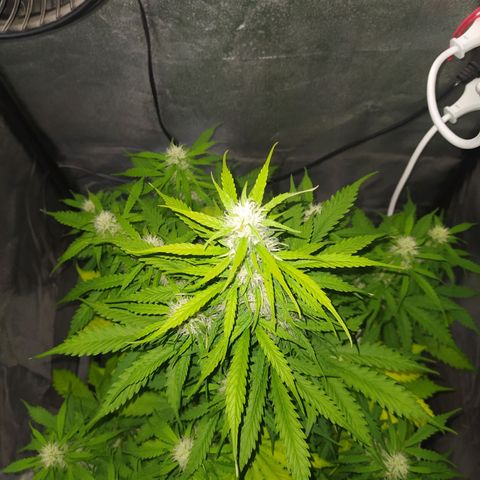 AutoBlueberry #1 growlog timeline photo