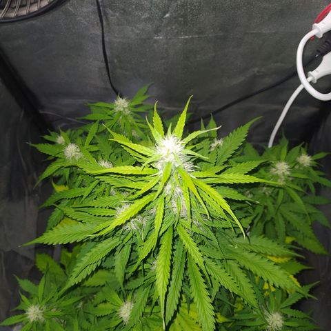 AutoBlueberry #1 growlog timeline photo