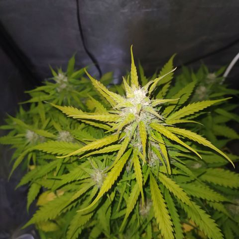 AutoBlueberry #1 growlog timeline photo