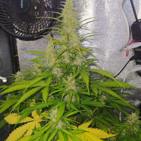 AutoBlueberry #1 growlog timeline photo