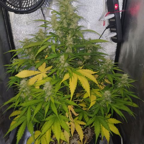 AutoBlueberry #1 growlog timeline photo
