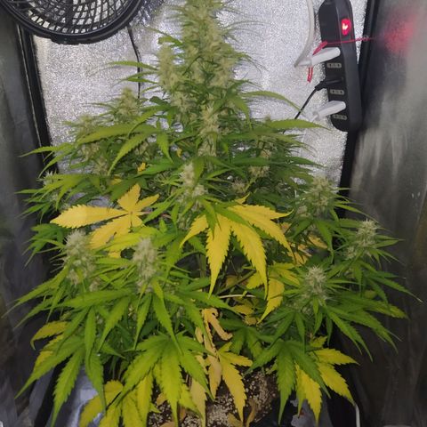 AutoBlueberry #1 growlog timeline photo