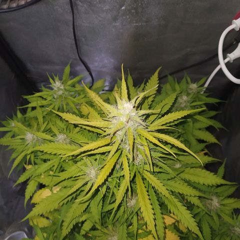 AutoBlueberry #1 growlog timeline photo