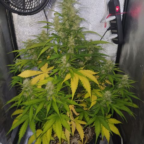 AutoBlueberry #1 growlog timeline photo