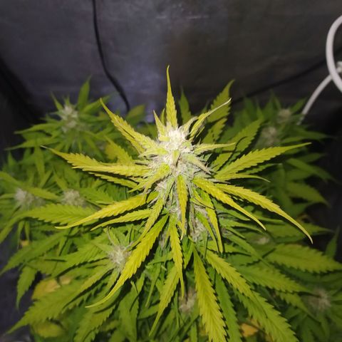 AutoBlueberry #1 growlog timeline photo