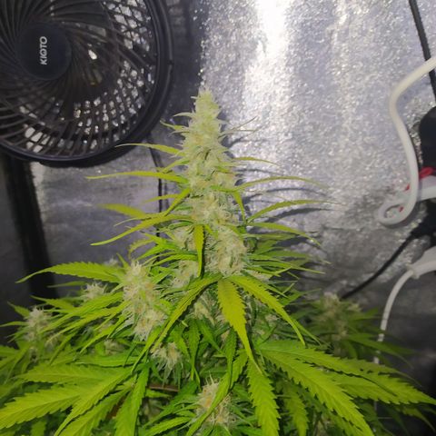 AutoBlueberry #1 growlog timeline photo