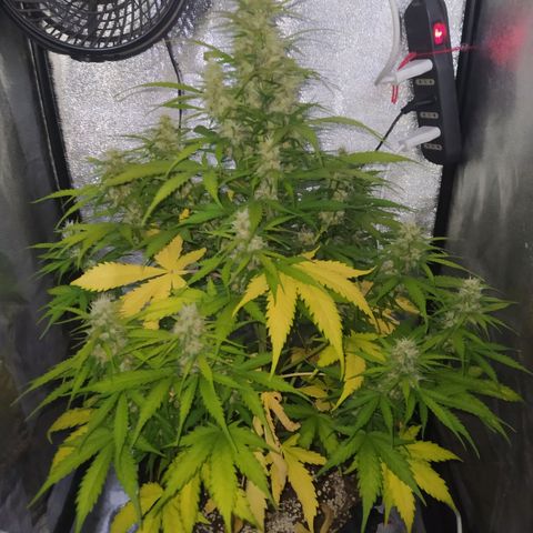 AutoBlueberry #1 growlog timeline photo