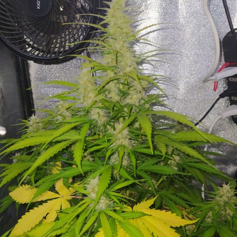 AutoBlueberry #1 growlog timeline photo