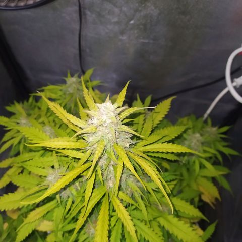 AutoBlueberry #1 growlog timeline photo