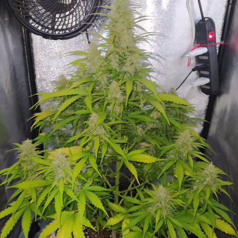 AutoBlueberry #1 growlog timeline photo