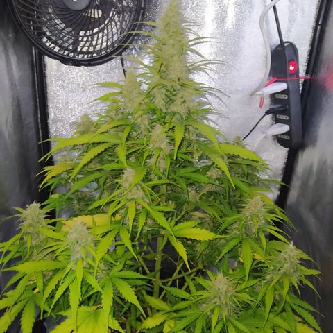 AutoBlueberry #1 growlog timeline photo