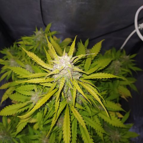 AutoBlueberry #1 growlog timeline photo