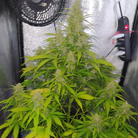 AutoBlueberry #1 growlog timeline photo