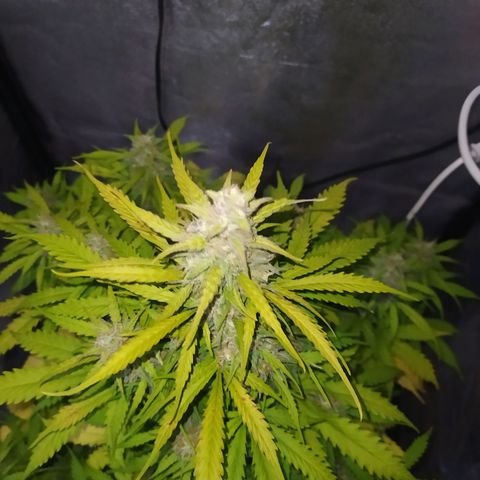 AutoBlueberry #1 growlog timeline photo