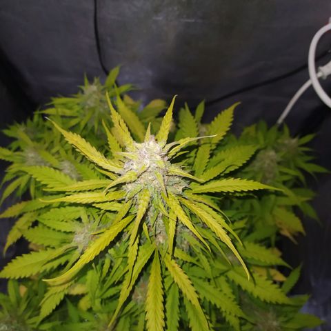 AutoBlueberry #1 growlog timeline photo