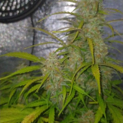 AutoBlueberry #1 growlog timeline photo