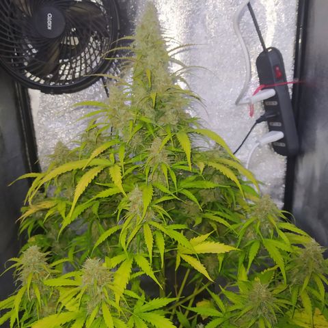 AutoBlueberry #1 growlog timeline photo